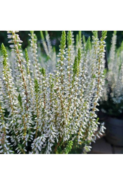 Верес звичайний ’Аслі’ (білий)